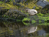 Harbour Seal or Common Seal (Phoca vitulina) in a protected bay on Foula. Europe, Great Britain, Scotland, Shetland Islands, summer