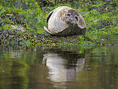 Harbour Seal or Common Seal (Phoca vitulina) in a protected bay on Foula. Europe, Great Britain, Scotland, Shetland Islands, summer