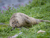 Harbour Seal or Common Seal (Phoca vitulina) in a protected bay on Foula. Europe, Great Britain, Scotland, Shetland Islands, summer