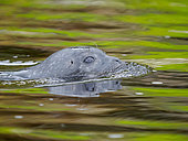 Harbour Seal or Common Seal (Phoca vitulina) swimming in a protected bay on Foula. Europe, Great Britain, Scotland, Shetland Islands, summer