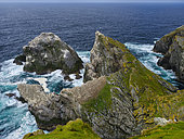Colony of Northern Gannet (Morus bassanus). Hermaness National Nature Reserve on Unst, famous for its colonies of seabirds (Northern gannet, Morus bassanus, Atlantic puffin, Fratercula arctica) and the wild coastal landscape. Europe, Great Britain, Scotland, Shetland Islands