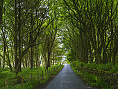 Kergord Forest in Weisdale, an old plantation, now the biggest forest on Shetland. Europa, Grossbritannien, Schottland, Northern Isles, Shetland Islands