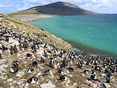 Colony on Saunders Island. Imperial Shag also called King Shag, blue-eyed Shag, blue-eyed Cormorant (Phalacrocorax atriceps or Leucarbo atriceps). South America, Falkland Islands, Saunders Island, summer