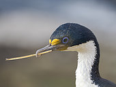 Imperial Shag also called King Shag, blue-eyed Shag, blue-eyed Cormorant (Phalacrocorax atriceps or Leucarbo atriceps). South America, Falkland Islands, Saunders Island, summer