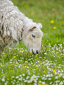 Shetland Sheep, the traditional and hardy sheep race on the Shetland Islands. Europe, Great Britain, Scotland, Northern Isles, summer
