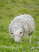 Shetland Sheep, the traditional and hardy sheep race on the Shetland Islands. Europe, Great Britain, Scotland, Northern Isles, summer