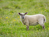 Shetland Sheep, the traditional and hardy sheep race on the Shetland Islands. Europe, Great Britain, Scotland, Northern Isles, summer