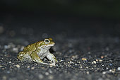 Natterjack toad (Epidalea calamita) on the road - Risk of being run over - Hérault, France