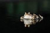 Natterjack toad (Epidalea calamita) illuminated by car headlights in a puddle, Hérault, France