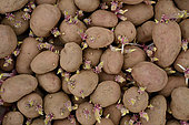 Sprouts and Potatoes ready to plant - Variety Roseval - (Solanum tuberosum), Hérault, France