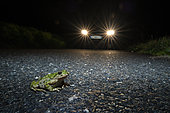 Prasley frog (Pelodytes punctatus) on the road in front of a car - Risk of being run over - Hérault, France