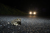 Natterjack toad (Epidalea calamita) on the road in front of a car, Risk of road crash, Hérault, France