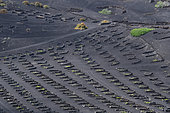 La Geria, special landscape of cones carved out of volcanic ash where vines grow, protected from the wind by low walls of lava stone, Lanzarote Island, Canary Islands