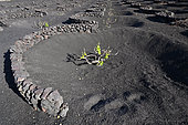 La Geria, special landscape of cones carved out of volcanic ash where vines grow, protected from the wind by low walls of lava stone, Lanzarote Island, Canary Islands