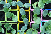Sowing of different squashes, Nice long, Hungarian blue, Okkaido and Hubbard blue, Hérault, France