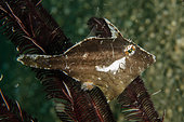 Seagrass Filefish (Acreichthys tomentosus), by Crinoid (Comatulida Order), Tasi Tolu dive site, Dili, East Timor