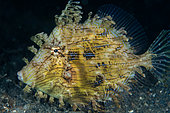 Leafy Filefish (Chaetodermis penicilligera), night dive, TK1 dive site, Lembeh Straits, Sulawesi, Indonesia