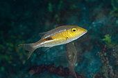Blackblotch Emperor (Lethrinus semicinctus), Algae Patch dive site, Batanta Island, Raja Ampat, West Papua, Indonesia