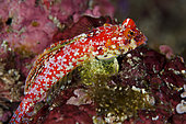 Moyer's Dragonet (Synchiropus moyeri), only recently described in 1985, Gereja Tua dive site, Pura Island, near Alor, Indonesia