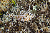Radial Filefish (Acreichthys radiatus), in Xenia Coral (Xenia sp), Babylon dive sigte, Reta Island, Alor, Indonesia