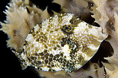 Wirenet Filefish (Cantherhines pardalis), in night colors, night dive, TK1 dive site, night dive, Lembeh Straits, Sulawesi, Indonesia