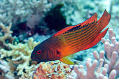 Red Dottyback (Labracinus cyclophthalmus), Tatawa Kecil dive site, Komodo National Park, Lesser Sunda Islands, Indonesia
