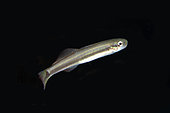 Rainford's Dartfish (Parioglossus rainfordi), Mangroves, Yanggefo Island, Dampier Strait, Raja Ampat, West Papua, Indonesia