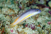 Ammer's Dottyback (Pseudochromis ammeri), endemic to Raja Ampat, White Arrow dive site, Waigeo Island, Aljui Bay, Raja Ampat, West Papua, Indonesia