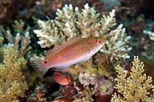 Female Lubbock's Fairy-Wrasse (Cirrhilabrus lubbocki), Mangrove Ridge dive site, Yanggefo Island, Dampier Strait, Raja Ampat, West Papua, Indonesia