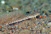 Female Neptune Dragonet (Callionymus neptunius), Segara dive site, Seraya, Karangasem, Bali, Indonesia