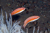 Pair of female Paine's Flasherwrasse (Paracheilinus paineorum), Melasti dive site, Seraya, Karangasem, Bali, Indonesia