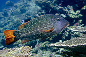 Yellowfin Emperor (Lethrinus erythracanthus), Lava Flow dive site, Gunung Api, Banda Neira. Maluku, Indonesia