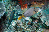 Pair of Yelloweye Filefish (Cantherhines dumerili), Melissa's Garden dive site, Penemu Island, Raja Ampat, West Papua, Indonesia