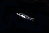 Philippines Dartfish (Parioglossus philippinus), Mangrove Ridge dive site, Yanggefo Island, Dampier Strait, Raja Ampat, West Papua, Indonesia
