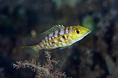 Longspine Emperor (Lethrinus genivittatus), Segara dive site, Seraya, Karangasem, Bali, Indonesia