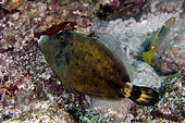 Spectacled Filefish (Cantherhines fronticinctus), Pyramids dive site, Amed, Karangasem, Bali, Indonesia