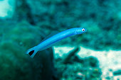Spot-tail Dartfish (Ptereleotris heteroptera), Pulau Molana dive site, near Ambon, Maluku, Indonesia