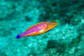 Male Javanese Fairy-Wrasse (Cirrhilabrus filamentosus), Mimpang dive site, Candidasa, Bali, Indonesia