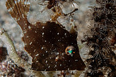 Diamond Filefish (Rudarius excelsus), Tanjung Kubur dive site, Lembeh Straits, Sulawesi, Indonesia