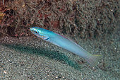 Pearly Dartfish (Ptereleotris microlepis), Mutiny Point dive site, Wetar Island, near Alor, Indonesia