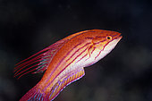 Subadult male Blue Flasherwrasse (Paracheilinus cyaneus), Slow Poke dive site, Lembeh Straits, Sulawesi, Indonesia