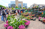 Flower and plant market, Place des jacobins, Le Mans, Sarthe, France