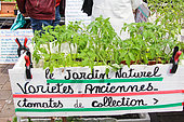 Sale of heirloom and heirloom tomato plants at the Place des Jacobins flower and plant market, Le Mans, Sarthe, France