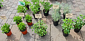 Sale of aromatic plants, Le Mans, Sarthe, France