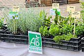 Vente plants aromates en agriculture biologique Le Mans Sarthe France 26 Avril 2025