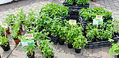 Vente de plantes aromatiques en agriculture biologique, Pplace des Jacobins, Le Mans, Sarthe, France