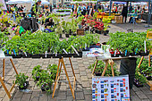 Flower and plant market, tomato plants, Place des jacobins, Le Mans, Sarthe, France
