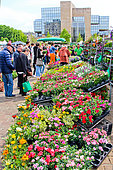 Flower and plant market, Place des jacobins, Le Mans, Sarthe, France