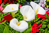 Arum en fleur, Flower and plant market, Le Mans, Sarthe, France