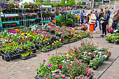 Flower and plant market, Place des jacobins, Le Mans, Sarthe, France
